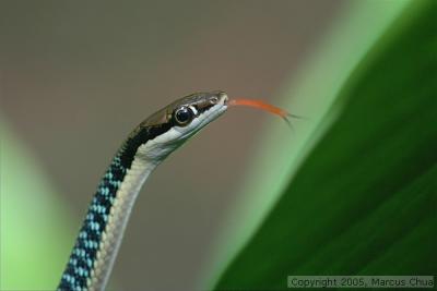 Snake