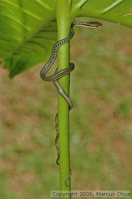 Snake