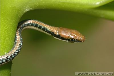 Snake
