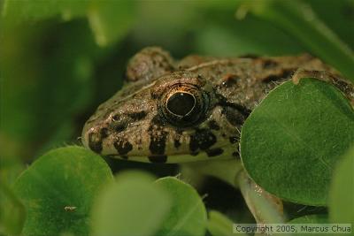 Toad