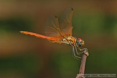 Golden Dragonfly