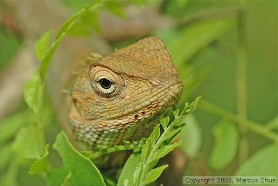 Changeable lizard