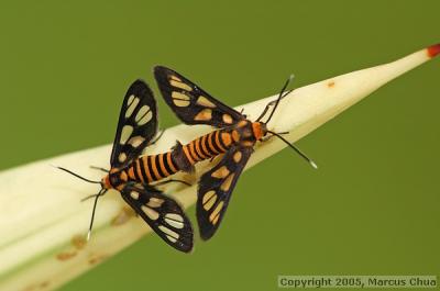 DayLight Flying Moth