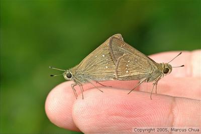 Mating Skippers