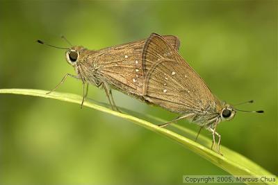 Mating Skippers