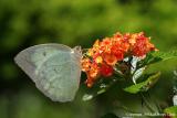 Mottled Emigrant