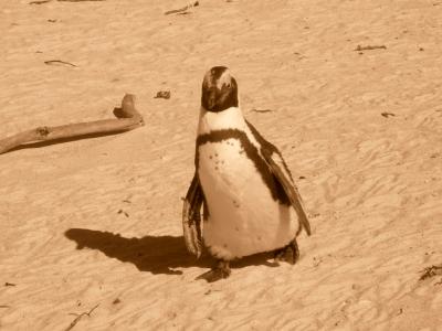 pinguin @ boulders beach