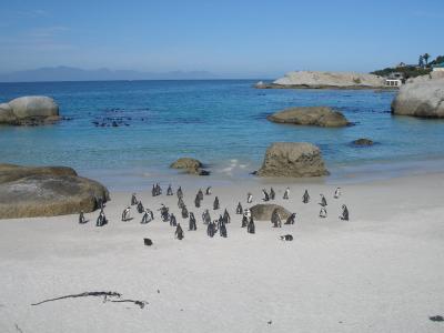 pinguins @ boulders beach