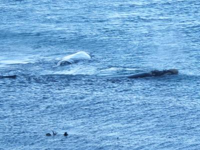 whales mating 'round Buffel's Bay