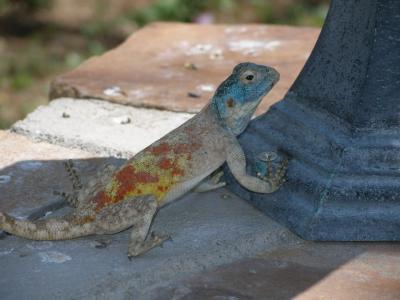 colourfull lizard