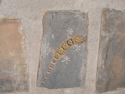 gecko