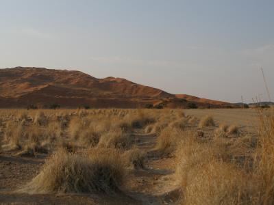 Elim's dune, sossusvlei