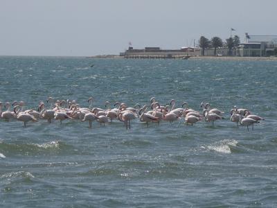 walvis bay, flamingo ladden