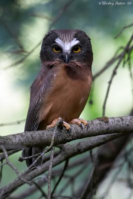 Northern Saw-whet Owl