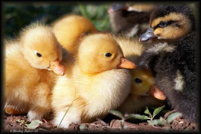 Huddle of Duckies