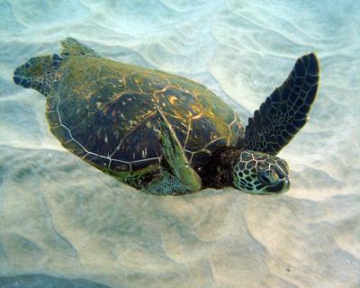 Sea Turtle