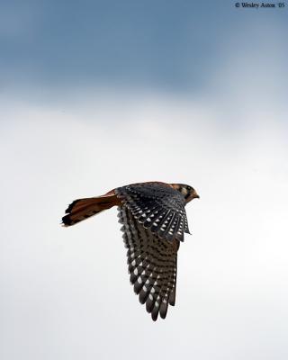 Sparrow Hawk