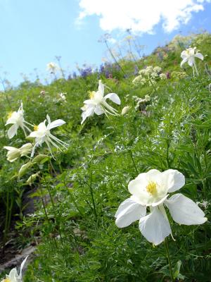 Feild of Flowers