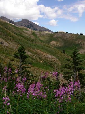 Flowers Everywhere