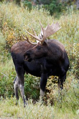 Moose that made Sucessful Hunters Magazine