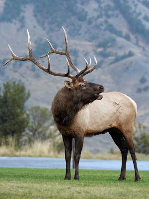 Elk that made the Phonebook