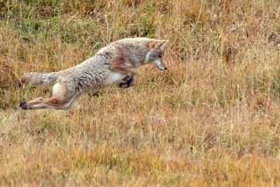 Flying Coyote