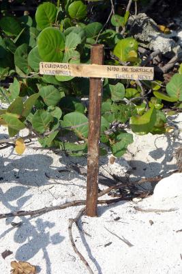 Tortuga Nest