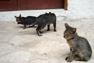 Skinny Kitties of Tulum