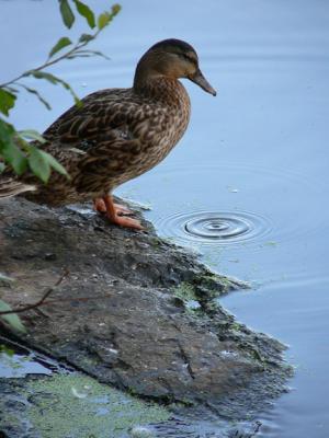 Bird With A Secret