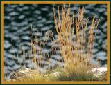 Reeds And Ripples