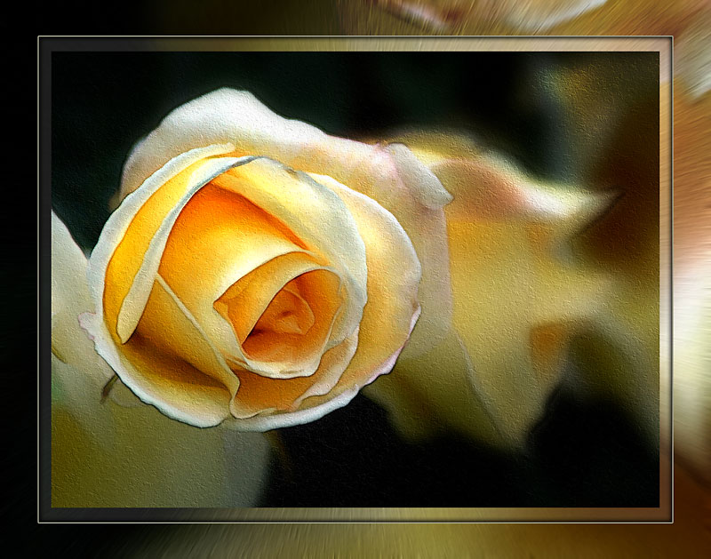 Yellow rose, Forde Abbey, Chard (3506)