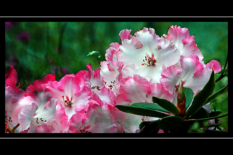 Pink rhododendrons, Forde Abbey, Chard, Somerset