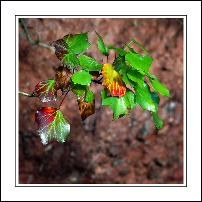 Bunch oleaves, near the River Teign, Devon