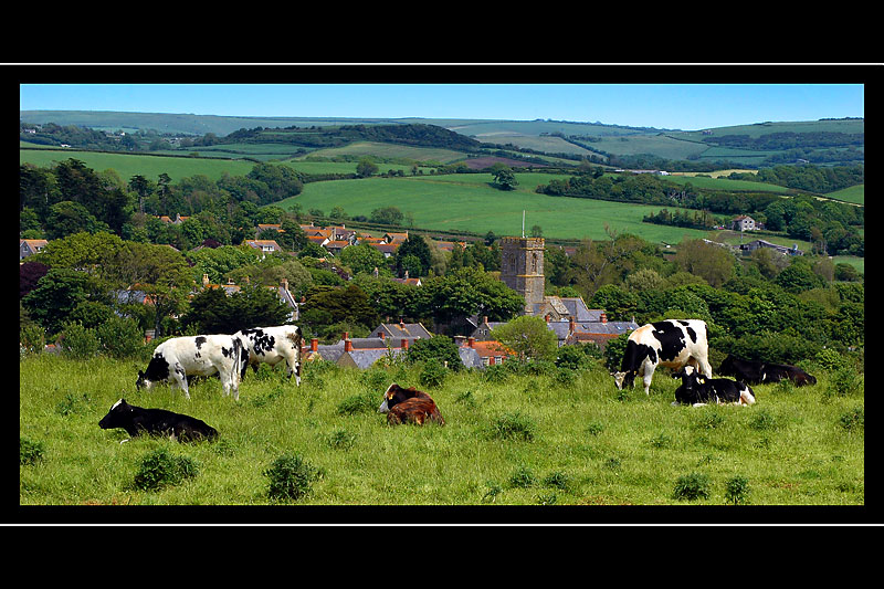 Cows and Burton Bradstock, Dorset