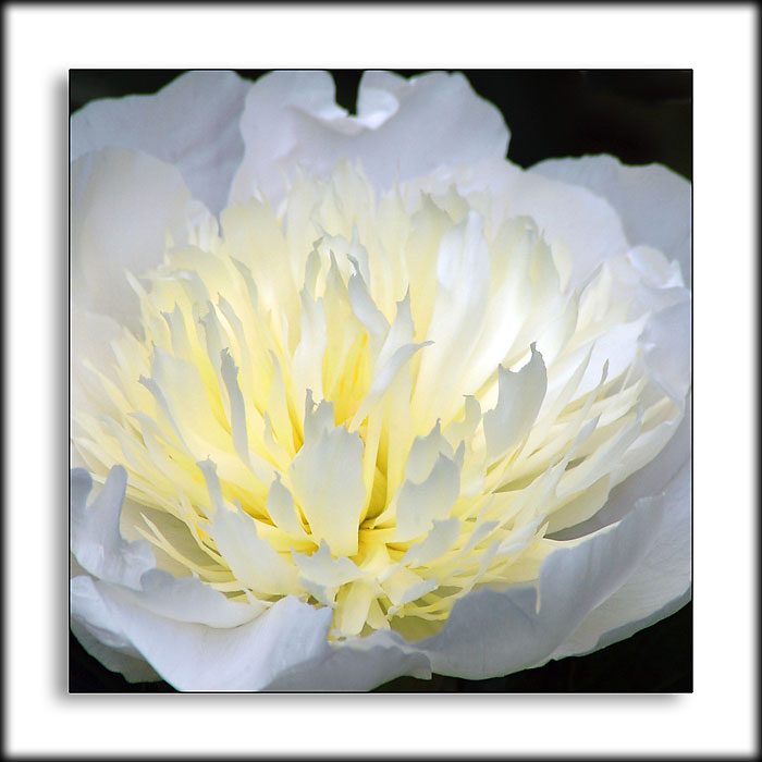 White peony, Crathes Castle gardens, Banchory (1792)