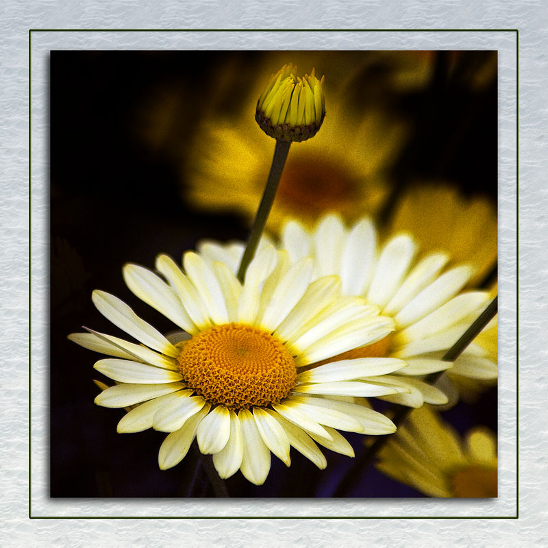 Daisy and bud, Mount Stewart, Newtownards (2530)