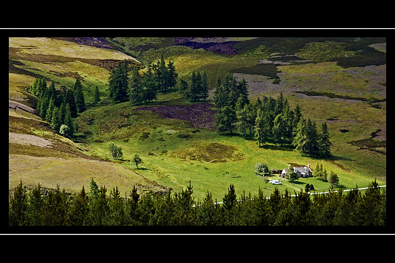 Surrounded by fir trees, Cairngorms, Scotland