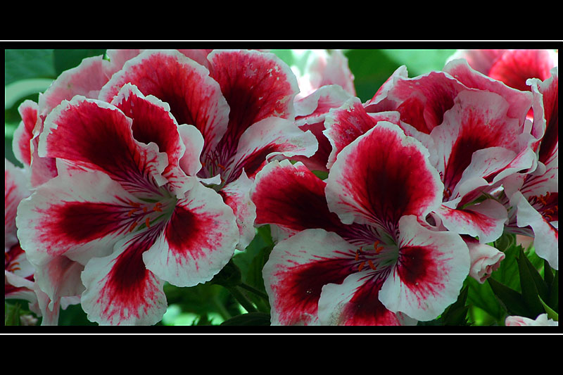 Pelargoniums, Crathes Castle, Banchory (2554)