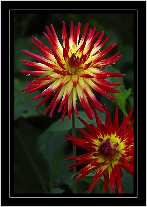 Red and yellow spiky dahlias, Gants Mill, Bruton, Somerset