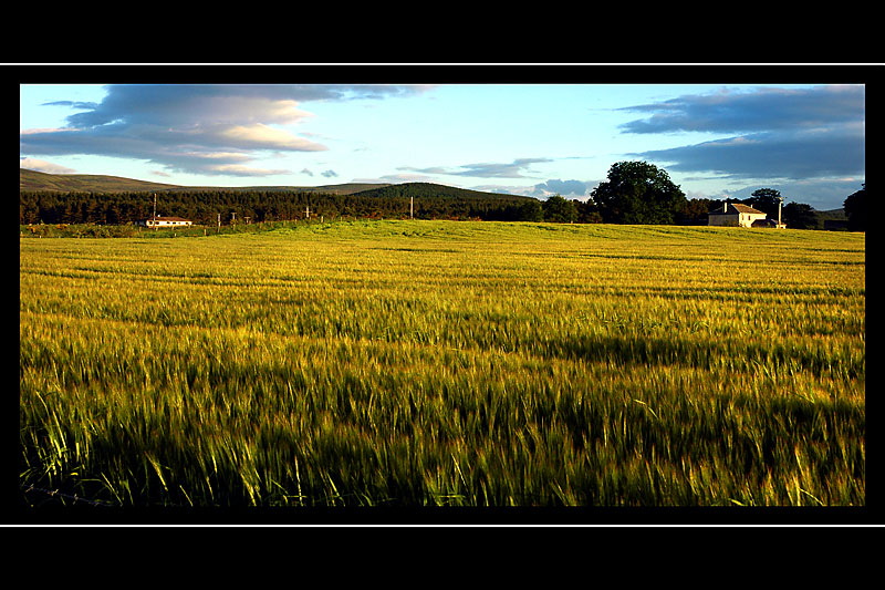 Ripening crop, Cromdale, Morayshire, Scotland