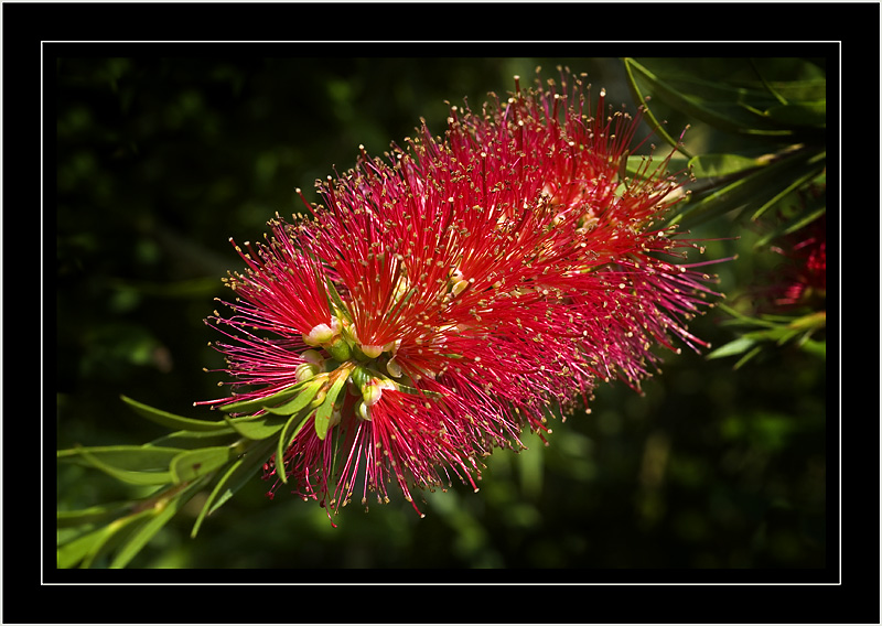 Bottlebrush, Mapperton Gardens, near Beaminster (1506)