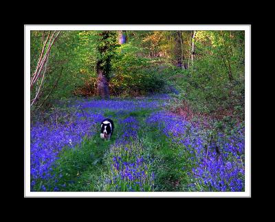 Dog amongst the bluebells