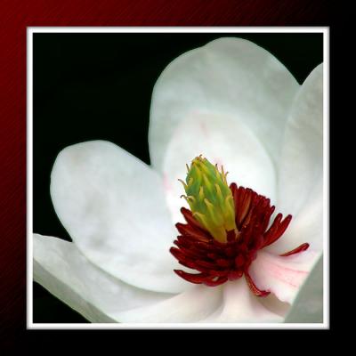 Magnolia flower, Forde Abbey, Chard, Somerset