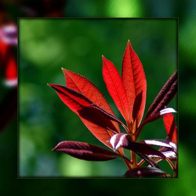 Backlit red leaves, Knightshayes Court, near Tiverton, Devon