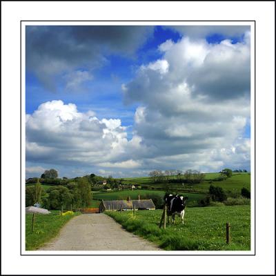 Farm and cow near Crewkerne, Somerset