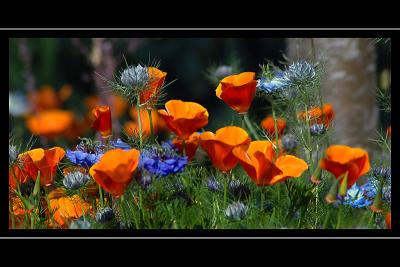 Orange and blue flowers, Martock (1535)