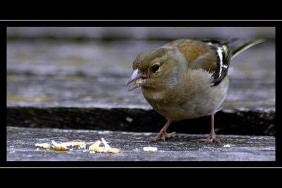 Feeling peckish! Barrington Court, Somerset