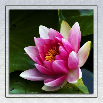 v3/38/291438/3/46692747.01Pinkwaterlily.jpg