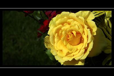 Yellow rose, Barrington Court, Somerset