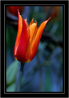 Red'n'orange tulip, Chalice Well Gardens, Glastonbury